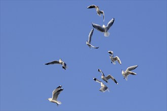 Black-headed Gulls (Larus ridibundus), one with prey, Germany, Europe