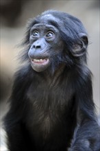 Bonobo (Pan paniscus), juvenile, pygmy chimpanzee