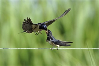 Barn Swallow (Hirundo rustica) feeding young, Texel, Netherlands