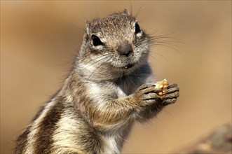 Barbary ground squirrel (Atlantoxerus getulus), chipmunk, Atlantic squirrel, ground squirrel,