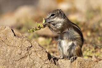 Barbary ground squirrel (Atlantoxerus getulus), chipmunk, Atlantic squirrel, ground squirrel,