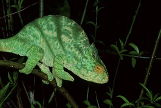 Parson's Chameleon, female, Madagascar (Chamaleo parsonii), side