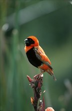 Red bishop, male, Serengeti National Park, Tanzania, southern red bishop (Euplectes orix), male,