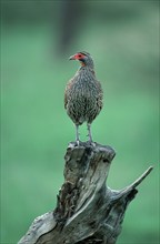 Red-necked spurfowl (Francolinus afer), Serengeti National Park, Tanzania, Red-throated Francolin,