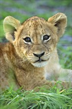 African Lion (Panthera leo), cub, Sabie Sand Game Reserve, South Africa, Africa