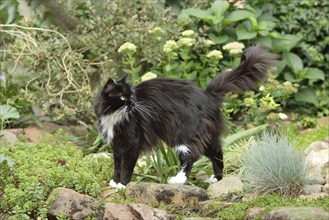 Maine Coon cat, side