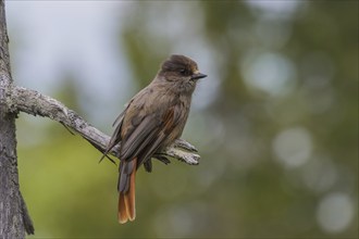 Siberian jay (Perisoreus infaustus) sits on a branch, Lapland, Sweden, Europe