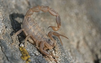 Scorpion, Tejo National Park, Portugal (Buthus occitanus) (Euscorpius occitanus)