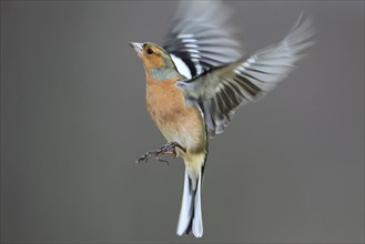 Common chaffinch ( Fringilla coelebs) Finches, male, Scotland, Great Britain