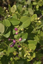 Waterberries (Syzygium cordatum), Kasanka National Park, Zambia, Africa