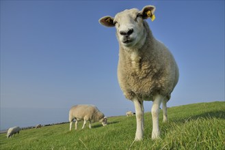 Sheep (Ovis aries) on a dike, Pellworm, North Frisia, Schleswig-Holstein, Germany, Europe