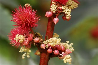 Castor oil plant (Ricinus communis)