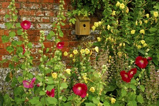 Hollyhocks (Alcea rosea) on the wall, nesting box (Althaea rosea)