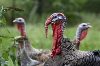 Domestic turkeys, turkey, turkeys, turkeys, chicken birds, livestock, animals, birds, poultry, Male