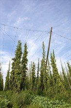 Hop field Hop cultivation, Hops (Humulus), Alsace, France, Europe