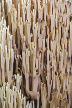 Strict-branch coral, upright coral (Ramaria stricta) (Clavaria stricta) on the forest floor