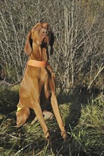 Vizsla hunting dog in the Ardennes, Belgium, Europe