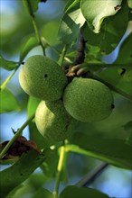 Walnut fruits on tree, Germany (Juglans regia)