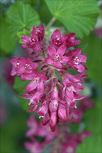 Red Currant (Ribes sanguineum)