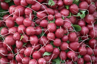 Radish (Raphanus sativus var. sativus)