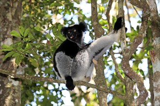 Indri (Indri indri), Perinet Game Reserve, Andasibe, Madagascar, Africa