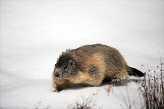 Alpine Marmot (Marmota marmota), Grossglockner, national park Upper Tauern, Austria, alps, Europe