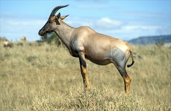 Lyra antelope, Maasai Mara Game Reserve (Damaliscus lunatus korrigum), antelope, lateral, Kenya,