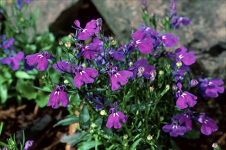 Edging Lobelia (Lobelia erinus)