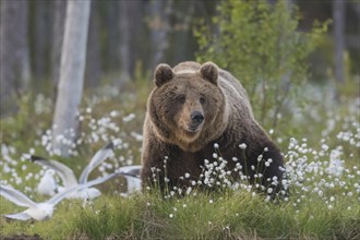 Brown bear (Ursus arctos) in the swamp with Cottongrass (Eriophorum) - Karelia, Finland, Europe