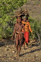 Himba women gathering wood, Ombombo, Kaokoland, Kunene, Namibia, Africa