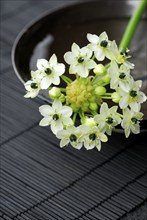 Arab's eye (Ornithogalum arabicum)