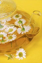 Pot with chamomile tea and chamomile flowers , German chamomile (Chamomilla recutita) (Matricaria