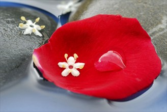 Rose, petal, elderflower and stones in water