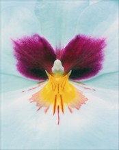 Pansy Orchid blossom (Miltonia), Pansy Orchid blossom, flower, pansy orchid portfolio_blueten