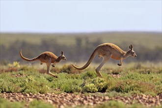 Red Kangaroos (Macropus rufus), Sturt national park, New South Wales, Australia, side, Oceania