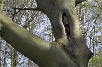 Pruning scar offering nesting cavity in European beech (Fagus sylvatica), Common beech tree trunk