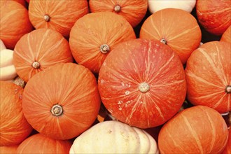 Red Kuri Hokkaido squashes mixed with white pumpkins