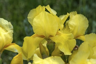 Yellow yellow flag (Iris pseudacorus), Bavaria, Germany, Europe