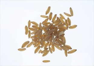 Khorasan wheat (Triticum turgidum × polonicum), also called kamut, is an old variety of spring