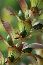 Acanthus, long-leaved bear's breech, Hungarian hogweed ( Acanthus hungaricus)