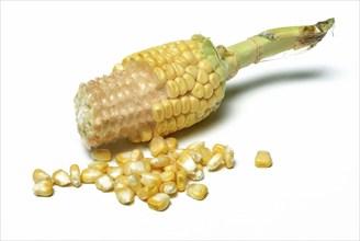 Cornpistons (Zea mays) and grains