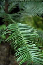 Wollemia (Wollemia nobilis) , Living fossil, Wollemi pine, Wollemi pine, Araucariaceae,