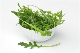 Rucola (Eruca vesicaria sativa) in shell, salad rocket, garden rocket, rugola, roquette, rocket