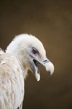 Griffon vulture (Gyps fulvus), portrait, Spain, Europe