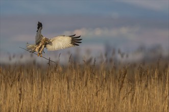 Marsh Harrier (Circus aeruginosus) with nesting material, Austria, Europe