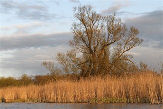 Willow trees in spring with reeds on the banks of the Peene River, Peene Valley River Landscape