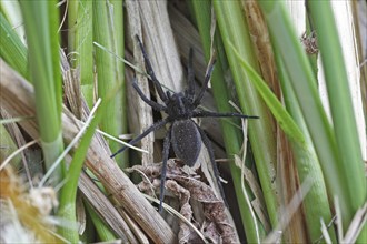 Gerandete hunting spider (Dolomedes fimbriatus) female, black morph, Naturpark Flusslandschaft