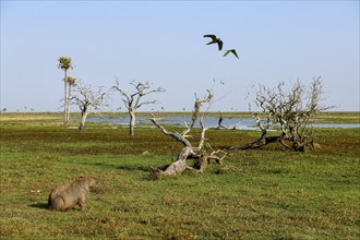 Capybaras (Hydrochoerus hydrochaeris), Estancia El Socorro, near Colonia Carlos Pellegrini, Esteros