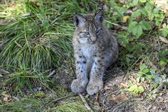 Eurasian lynx (Lynx lynx), young animal, captive, Rhodes, Département Moselle, Lorraine, France,