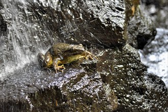 Goliath frog (Conraua goliath) under a waterfall, largest frog in the world, Mangamba in